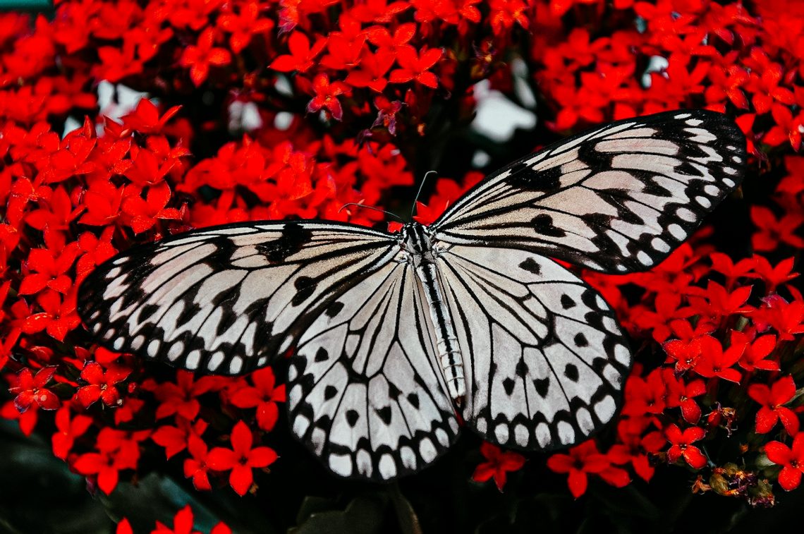 Schmetterling auf roten Blumen - Change ist wie zum Schmetterling erblühen