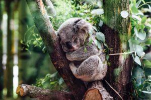 Koala schläft in Baum