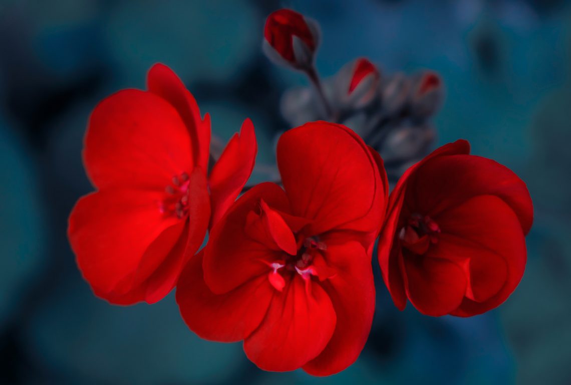 Wunderschöne, rote Blüten