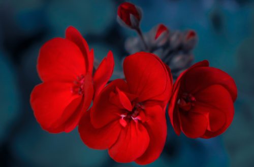 Wunderschöne, rote Blüten