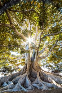 Baum mit tiefem Wurzelwerk - Sonne scheint durch Äste